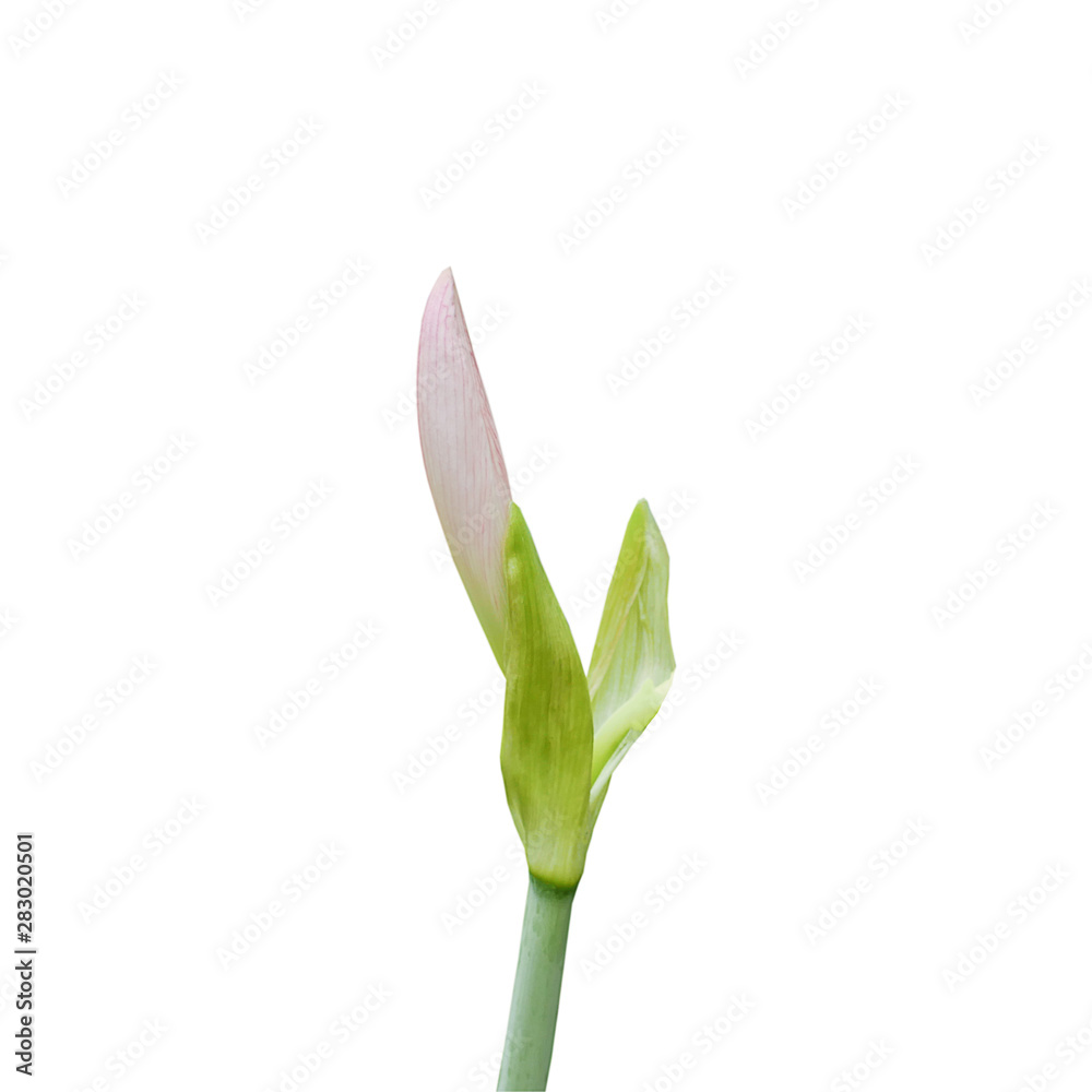 Pink lilly star flowers on white background. Pink lilly star flowers on white background.