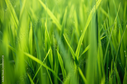 Rice on field. Green leaves background