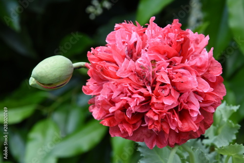 bud and flower of the red poppy in the city garden