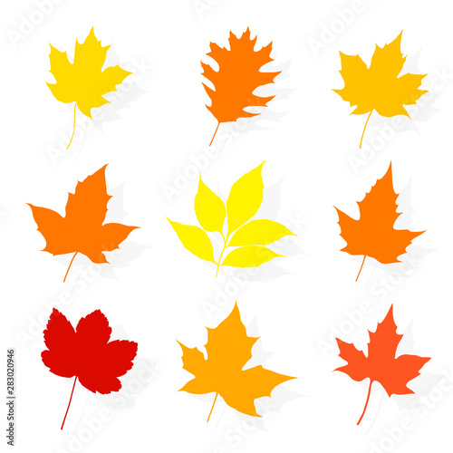 Colorful autumn leaves set on white background. Vector illustration