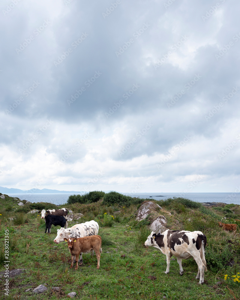 cows and calves on kerry peninsula in ireland cows and calves on kerry peninsula in ireland