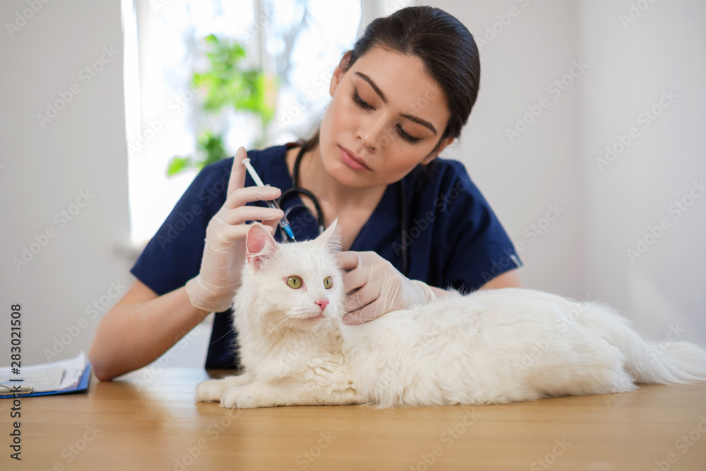 Veterinary surgeon and white cat at vet clinic