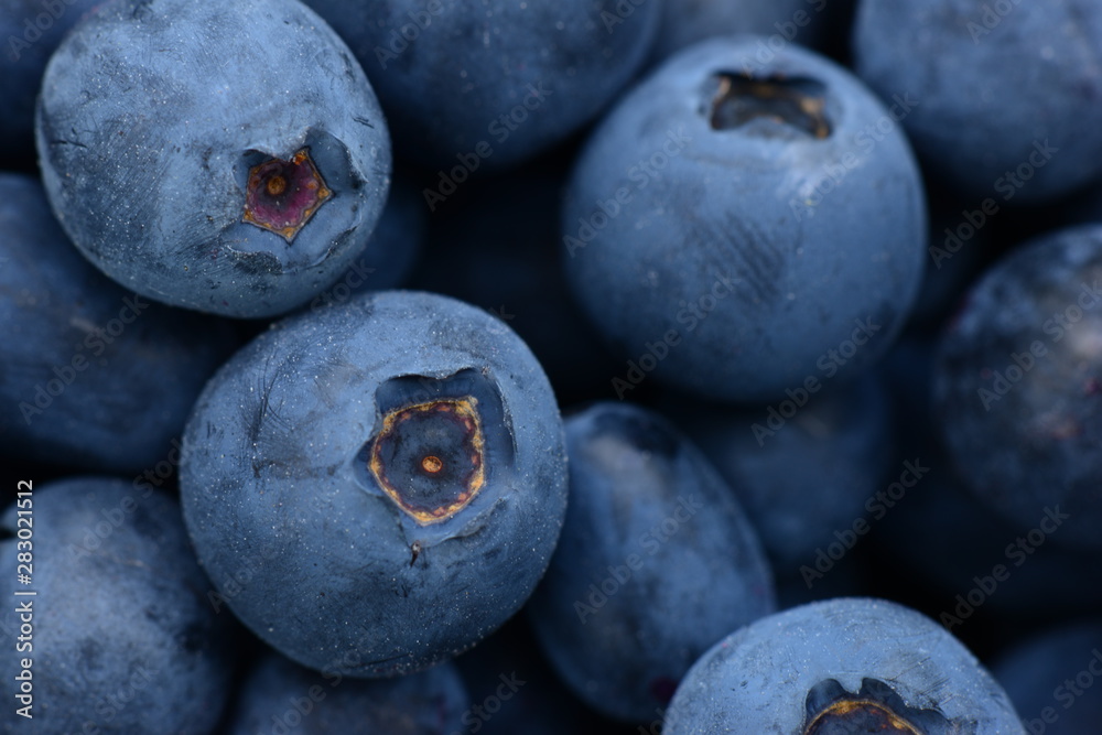 Berry fruit large blueberries ripe fresh dark blue temptation before a delicious food Berry fruit large blueberries ripe fresh dark blue temptation before a delicious food