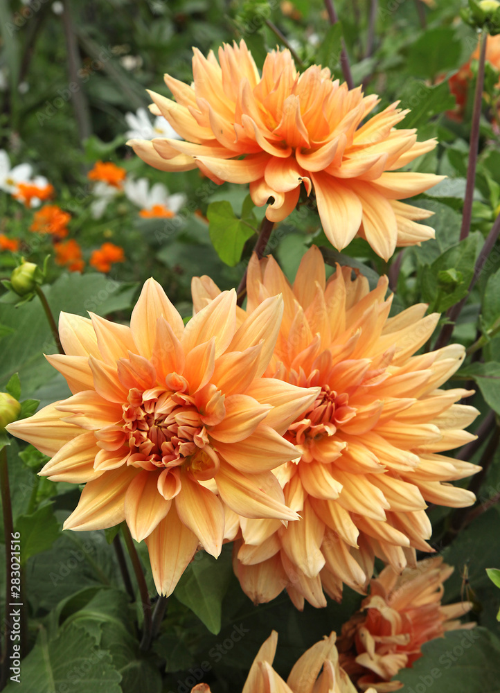Dahlia cactus orange Dahlia cactus orange