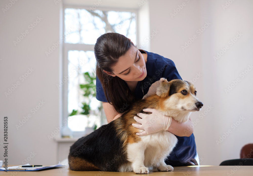 Veterinary surgeon and corgi dog at vet clinic Veterinary surgeon and corgi dog at vet clinic