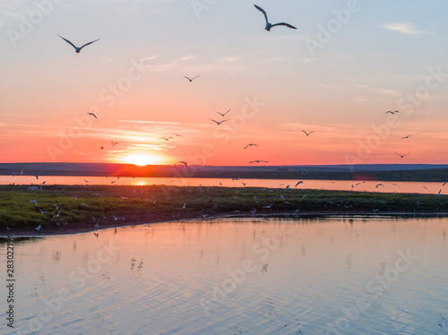 Seagulls in flight at sunset over an island in Russia © dmitriizotov