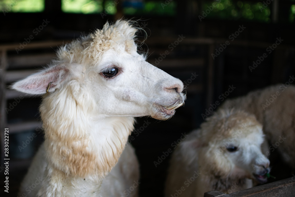 Two alpacas in the stables