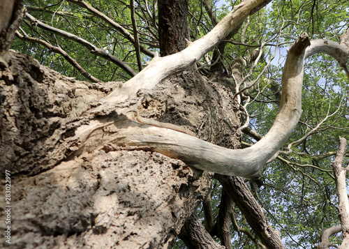 Gnarly Tree