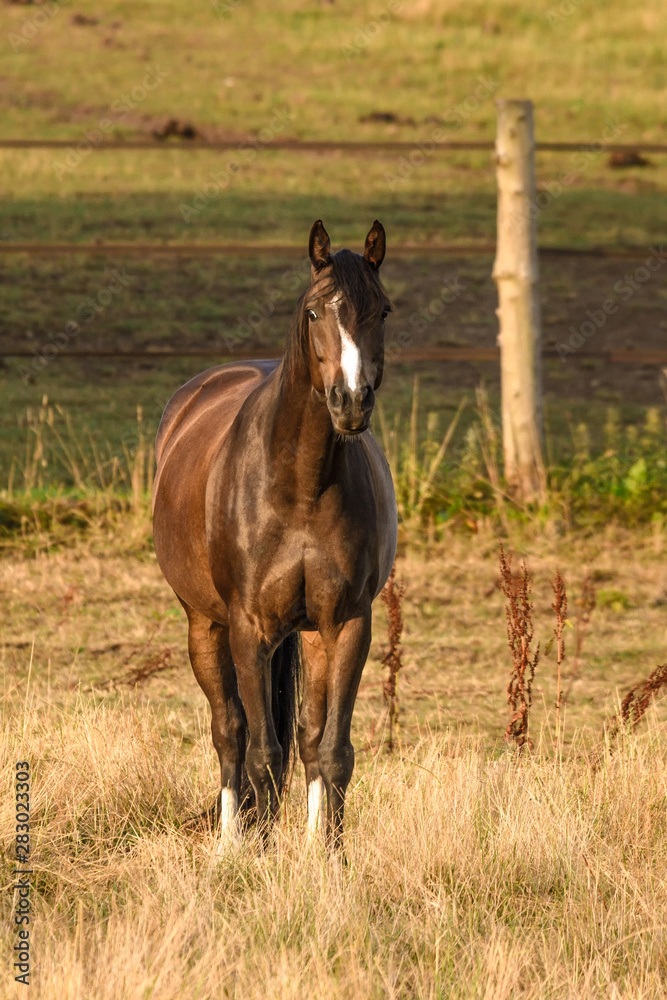 Ein braunes Pferd steht auf einer Weide Ein braunes Pferd steht auf einer Weide