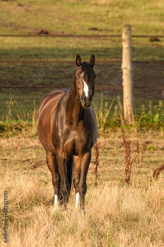 Ein braunes Pferd steht auf einer Weide