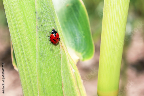 ladybug on corn leaf