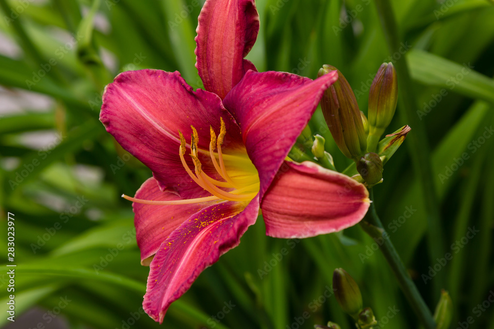 Naklejka premium Flowering Day-lily flowers (Hemerocallis flower), closeup in the sunny day. Hemerocallis fulva. The beauty of decorative flower in garden .Soft focus