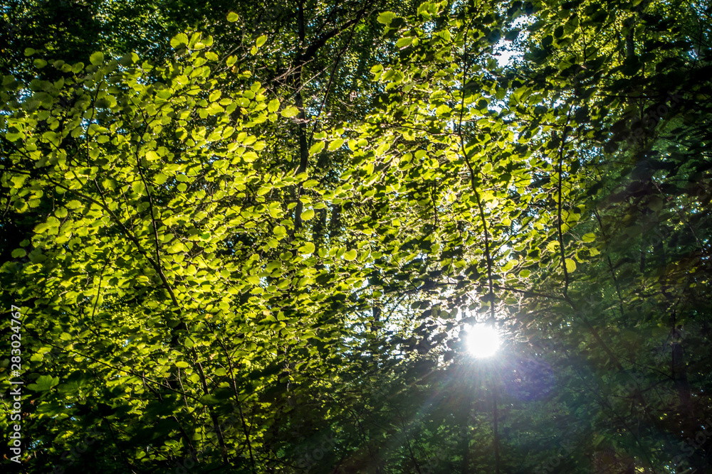 Sonnlicht scheint durch die Blätter im Wald Sonnlicht scheint durch die Blätter im Wald