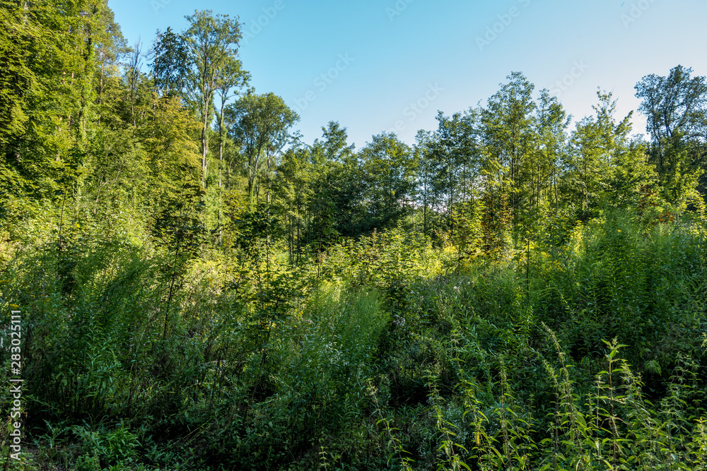Aufforstung im Wald Aufforstung im Wald