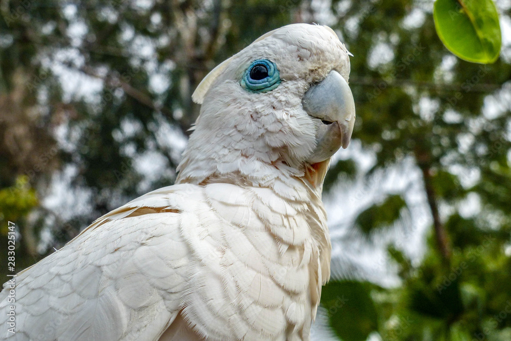 White Perrot with blue eyes White Perrot with blue eyes