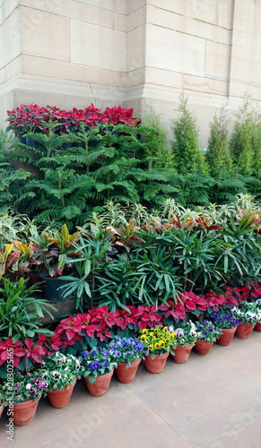 Collection of potted plants in rows photo showing plants against a wall