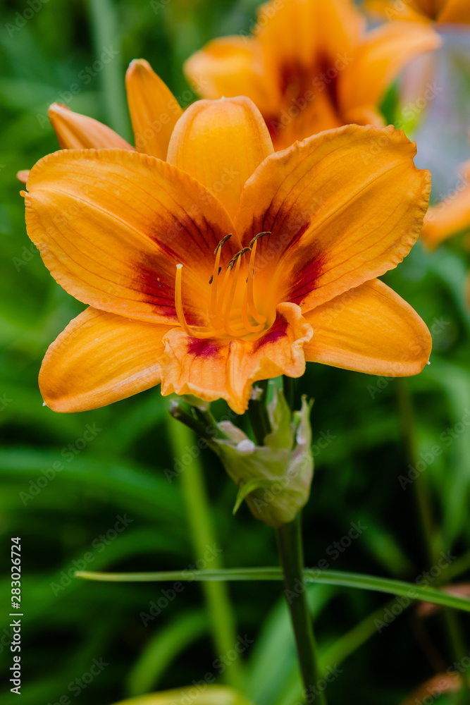 Flowering Day-lily flowers (Hemerocallis flower), closeup in the sunny day. Hemerocallis fulva. The beauty of decorative flower in garden .Soft focus Flowering Day-lily flowers (Hemerocallis flower), closeup in the sunny day. Hemerocallis fulva. The beauty of decorative flower in garden .Soft focus