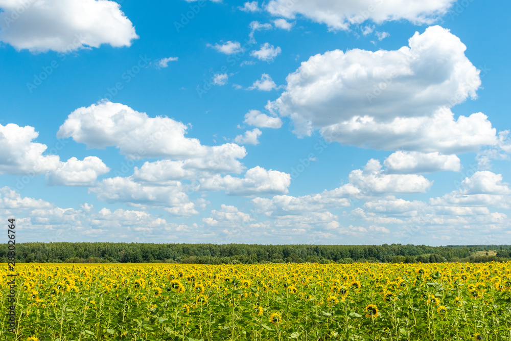 Panorama of a sunflower floor] with bright yellow flowers and green leaves, a forest on the horizon and a sky with clouds.
