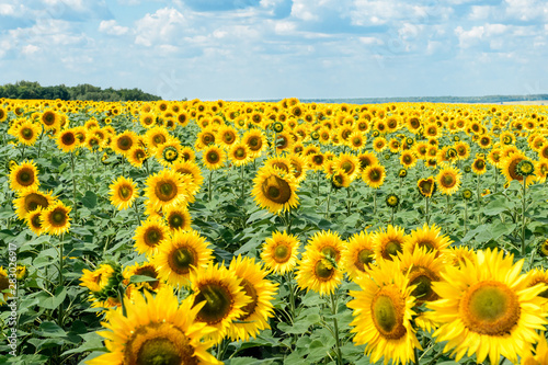 A sunflower field with bright yellow flowers and green leaves  a forest on the horizon and a sky with clouds.