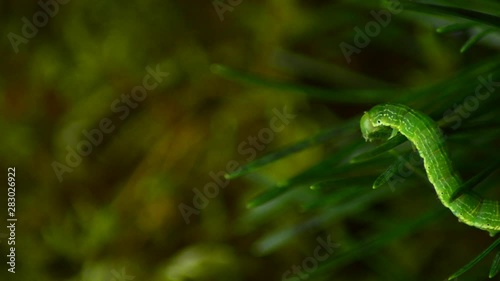 Caterpillar Geometridae. Refers to forest pests. Caterpillar parasite. photo