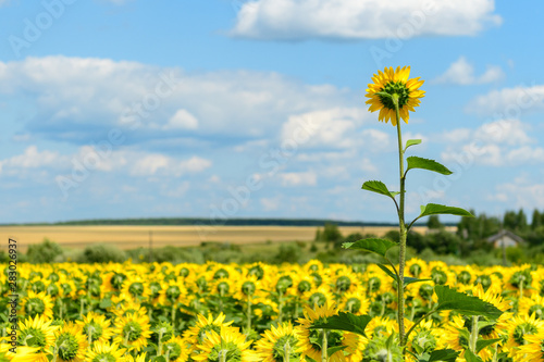 Panorama of a sunflower field with the same height flowers turned away from the camera and one very high flower against the sky. Concept.