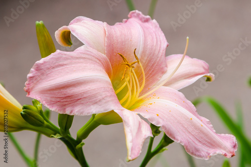 Flowering Day-lily flowers  Hemerocallis flower   closeup in the sunny day. Hemerocallis fulva. The beauty of decorative flower in garden .Soft focus