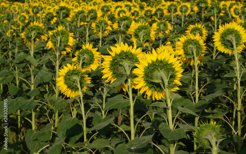  large field of blooming sunflower