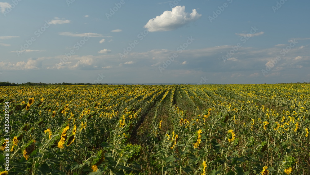  large field of blooming sunflower