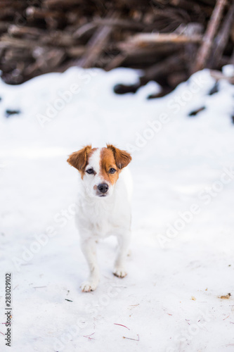 Fototapeta Naklejka Na Ścianę i Meble -  cute small dog playing at the mountain in snow and looking at the camera. Pets outdoors in winter.