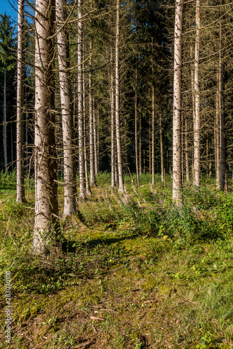 Aufforsten im Wald © focus finder