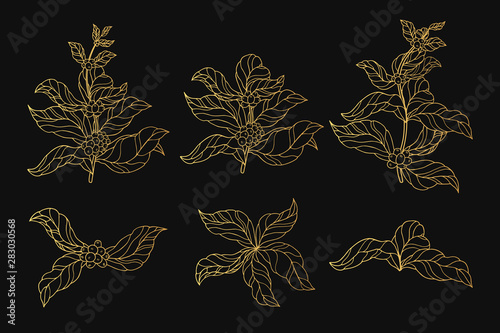 Golden vintage coffee branches with leaves and beans. Gold ornate botanical plants. Vector isolated illustration.