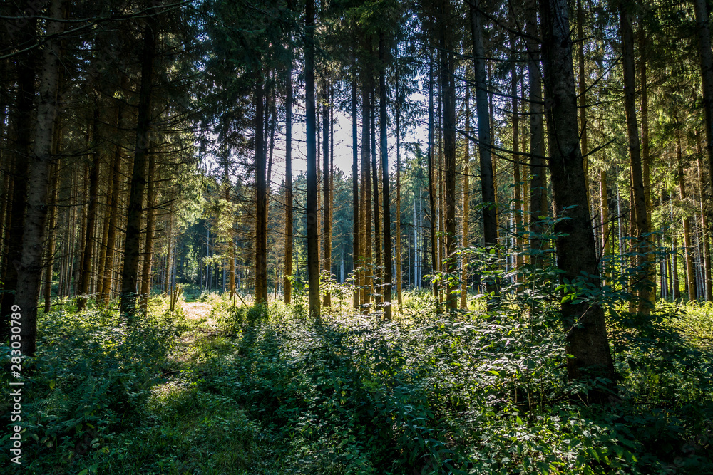 Aufforsten im Wald