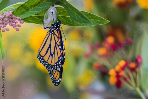 Monarch Butterfly, Danaus Plexppus, drying wings, yellow flowers background