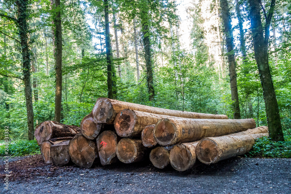 Gesägte und markierte Baumstämme im Wald Gesägte und markierte Baumstämme im Wald