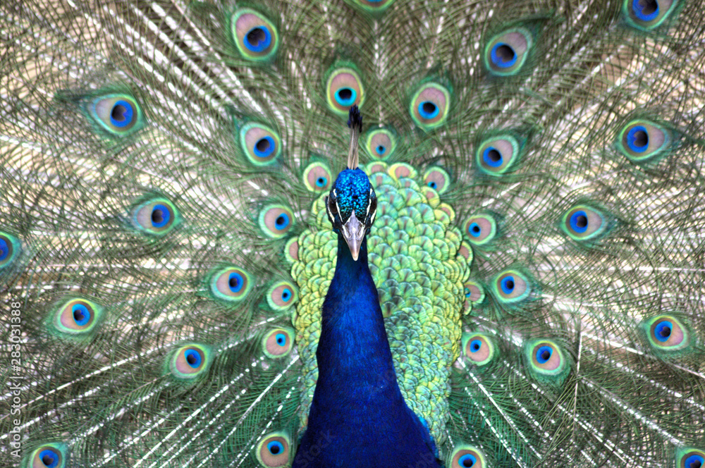 Fototapeta premium Peacock