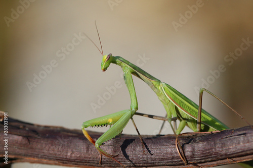 The European Mantis is an invasive species that enters Europe © bluejeansw