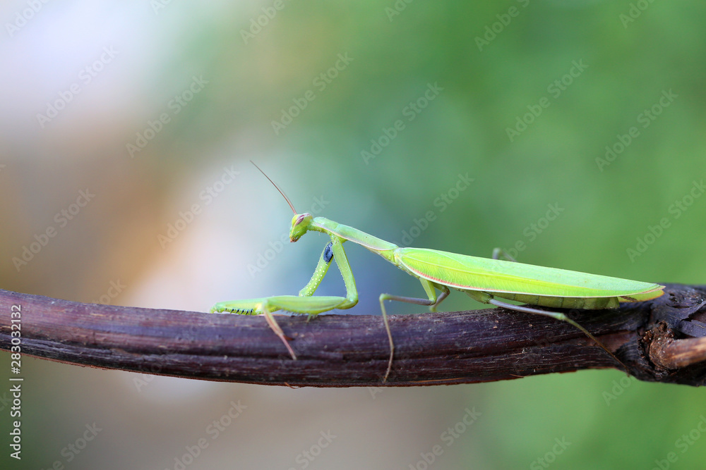 The European Mantis is an invasive species that enters Europe The European Mantis is an invasive species that enters Europe