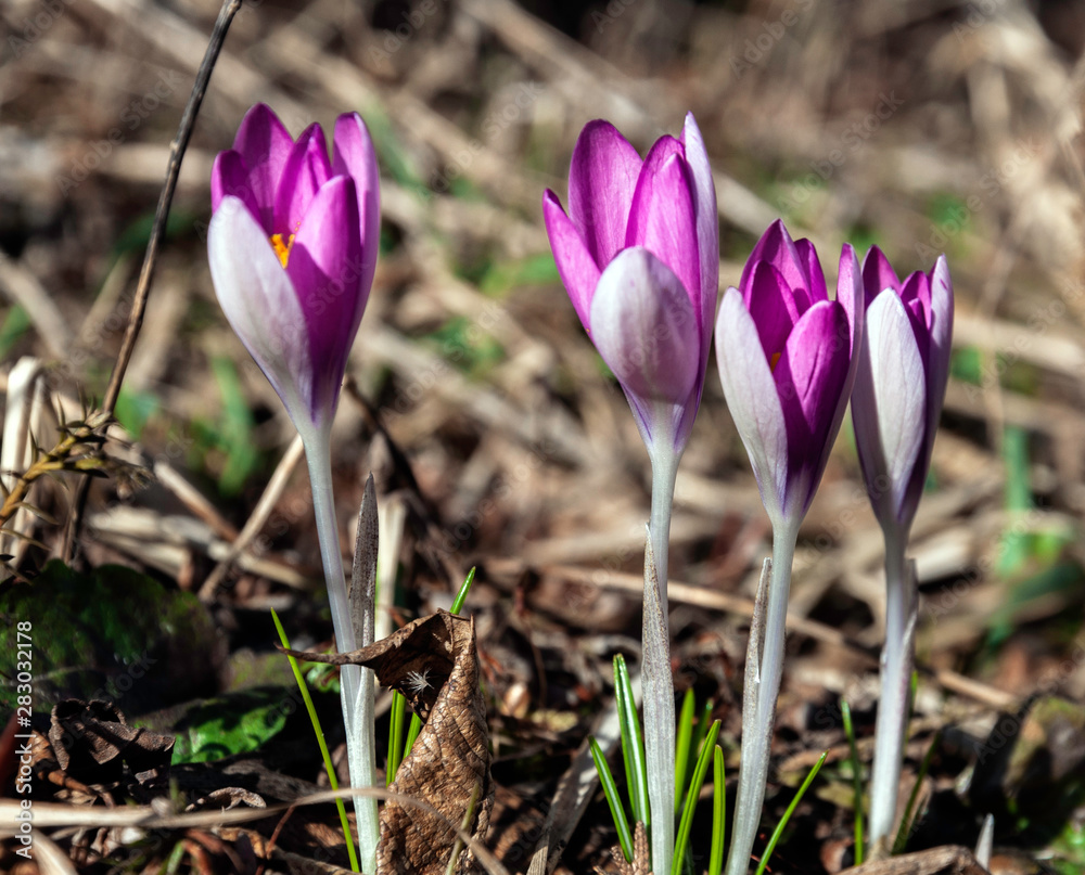 spring pink crocuses in the rays of the rising sun spring pink crocuses in the rays of the rising sun