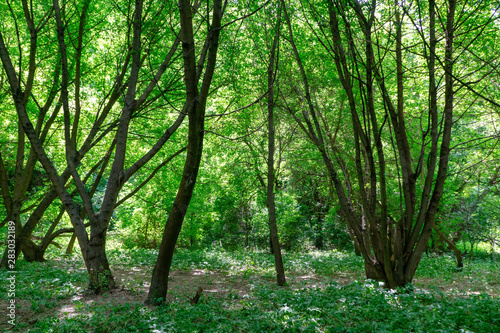 Beautiful green summer thick forest landscape with bright sunshine through the trees.