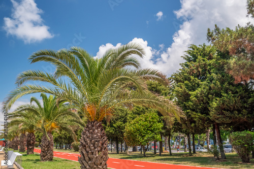 Bright colorful cityscape with spalms, red path for cyclists, shot on the promenade of Batumi, Adjara, Georgia