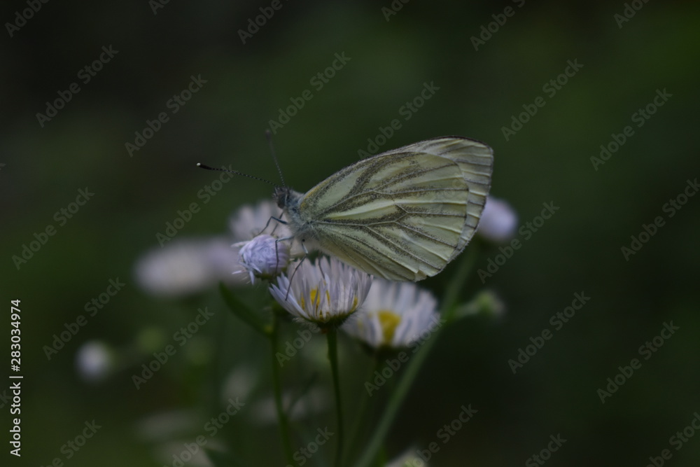 Naklejka premium бабочка