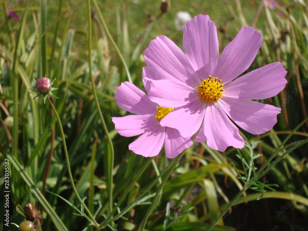 Fototapeta premium Astra chamomile, or Italian (lat. Aster amellus).