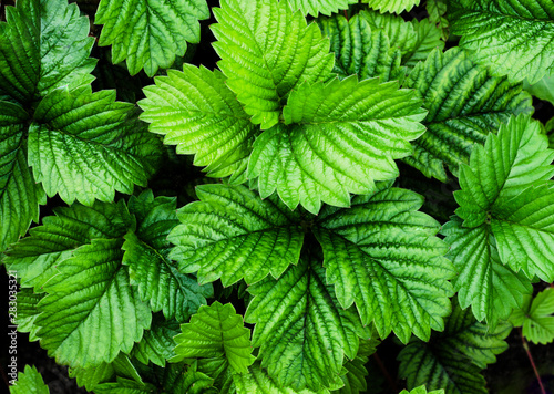 Natural background with strawberry foliage, macro backdrop