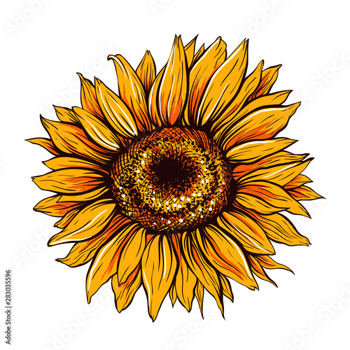 Sunflower hand drawn vector illustration. Beautiful orange flower bud, blooming wildflower. Agriculture, summer nature cartoon symbol. Farm plant, helianthus blossom realistic freehand drawing