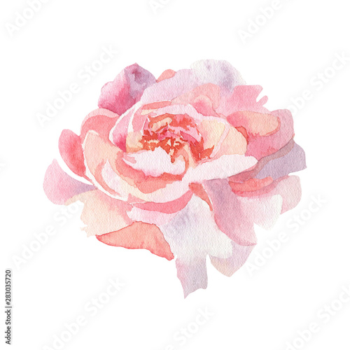 Watercolor peony. Flower illustration. Pink rose isolated on a white background