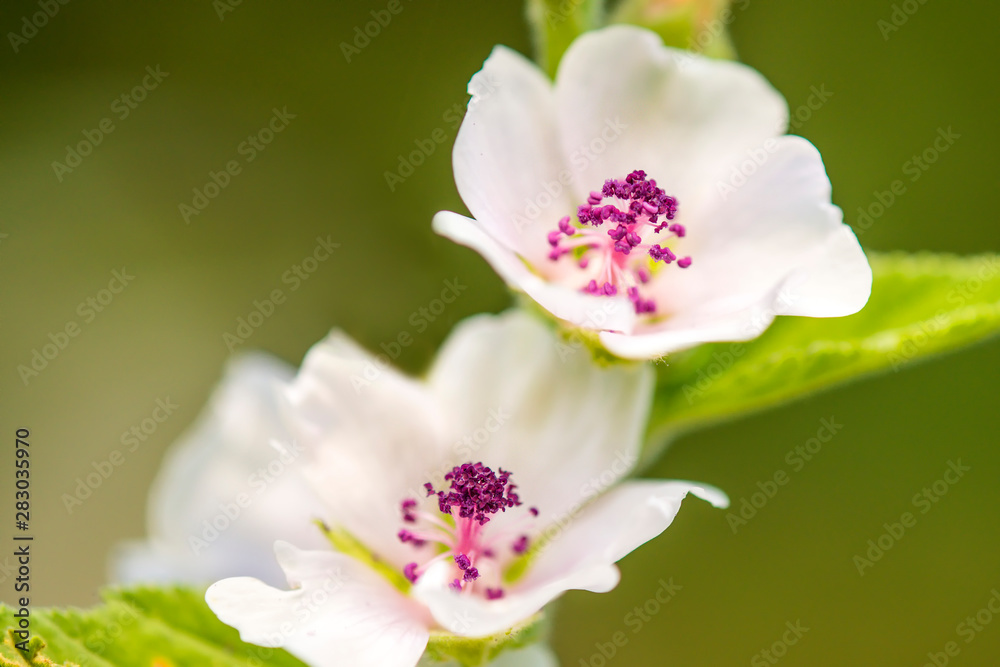 Medicinal plant marsh-mallow with flower in summer Medicinal plant marsh-mallow with flower in summer