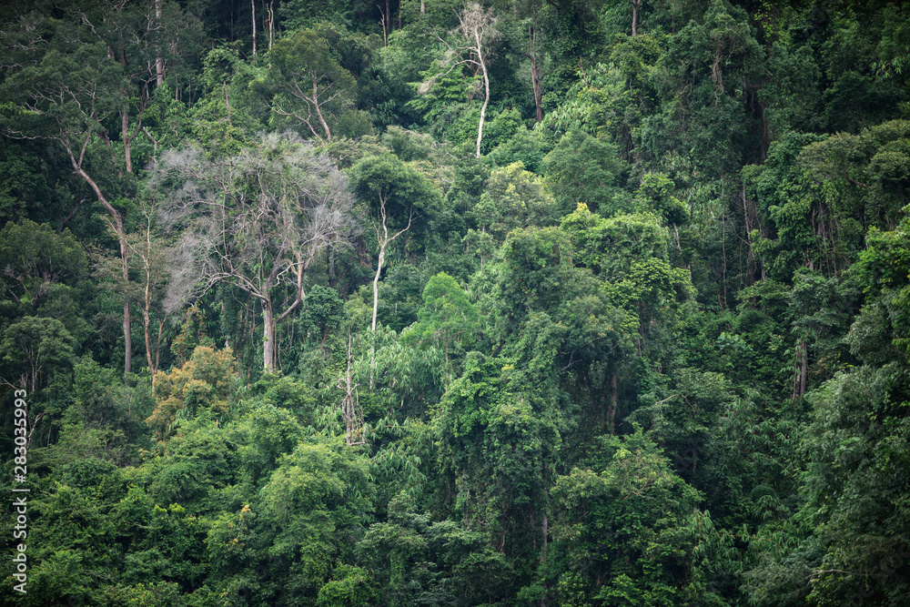 The trees in tropical rain forest of Hala Bala wildlife sanctuary. Yala, Thailand.