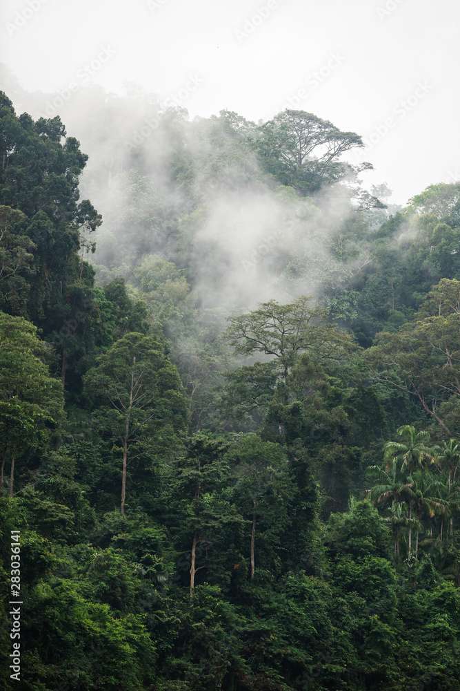 The Trees with fog after raining on the hill in tropical rain forest of Hala Bala wildlife sanctuary. Yala, Thailand.
