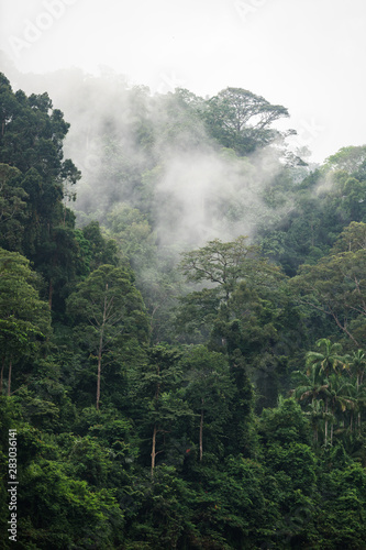 Obraz na płótnie The Trees with fog after raining on the hill in tropical rain forest of Hala Bala wildlife sanctuary. Yala, Thailand. w salonie