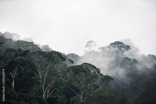 The Trees with fog after raining on the hill in tropical rain forest of Hala Bala wildlife sanctuary. Yala, Thailand.